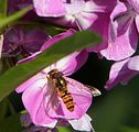 Phlox