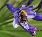 Agapanthus