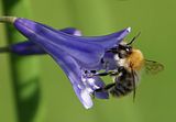 Agapanthus