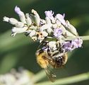 Lavendel